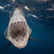 netfix2727's profile picture. 