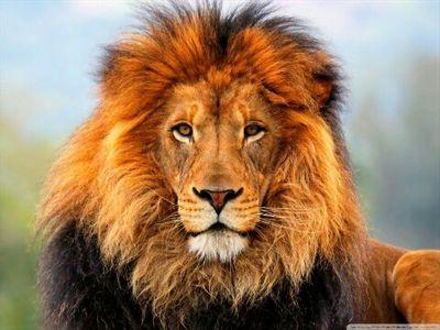 antoatiengomez's profile picture. 