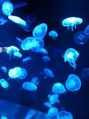 yuzuchadaisuki1's profile picture. 🎩🪄💐