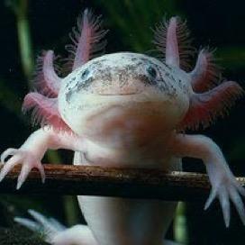 You may be cool. But you'll never be underwater lizard, mexican, eats massive worms and baby sharks, part time house pet, very photogenic lizard cool.