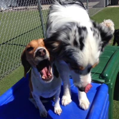 Two Ponds Pet Lodge in Arvada, CO provides boarding, grooming, and day camp for your four-legged friend. Come stay and play with us today!