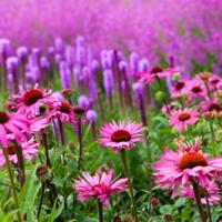 P & P McBride (@sussexprairies) 's Twitter Profile Photo