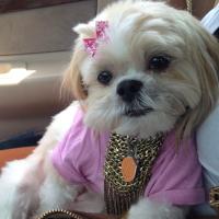OneStop Pawz LLC Florida Area (@onestoppawz) 's Twitter Profile