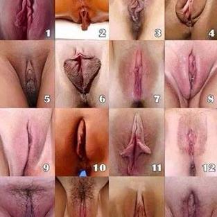 All Type Of Pussy 2