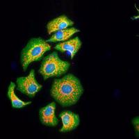 Sharon Sneddon (@drsharonsneddon) 's Twitter Profile Photo Sharon Sneddon (@drsharonsneddon) 's Twitter Profile Photo