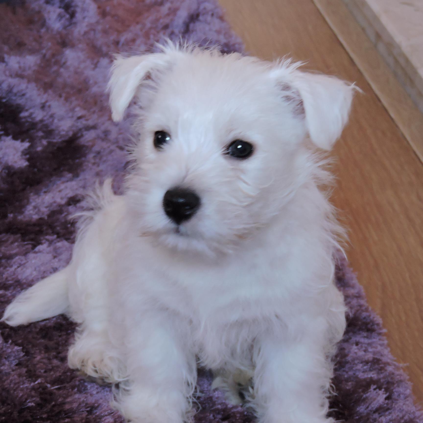 I'm a westie pup that is 12 month old and loves to sleep and eat ALOT