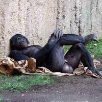 peter gross (@petergross11) 's Twitter Profile