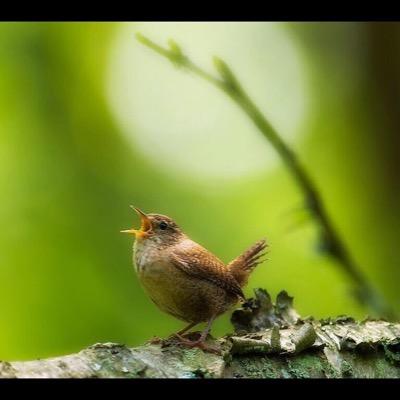 mmalomar's profile picture. Retweets are not endorsements