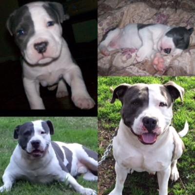 follow pitbullsofinstagram on instagram!