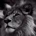 Wilson Wray (@wilsonwray1) Twitter profile photo Wilson Wray (@wilsonwray1) Twitter profile photo