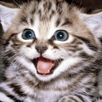 Cool Cat (@kittysource) 's Twitter Profile