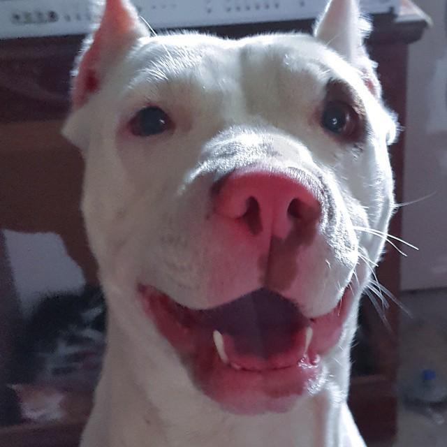 Baja Animal Rescue is a nonprofit organization.
We are volunteers who provide food and shelter for stray cats and dogs until they are adopted into loving home