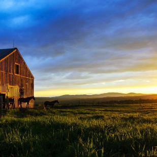 StableGodLoves's profile picture. 