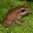Coqui1990Jen's profile image