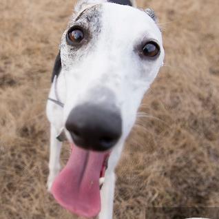 Follow me as I compete for fun in 2015 at Lure Coursing and Straight racing! Competing in Alberta & BC, Canada.
