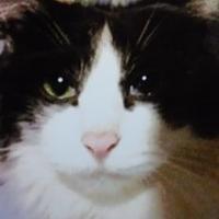 猫の桃源郷 (@neko_tougenkyou) 's Twitter Profile Photo