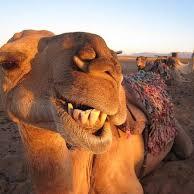 Libated Camel (@libatedcamel) 's Twitter Profile