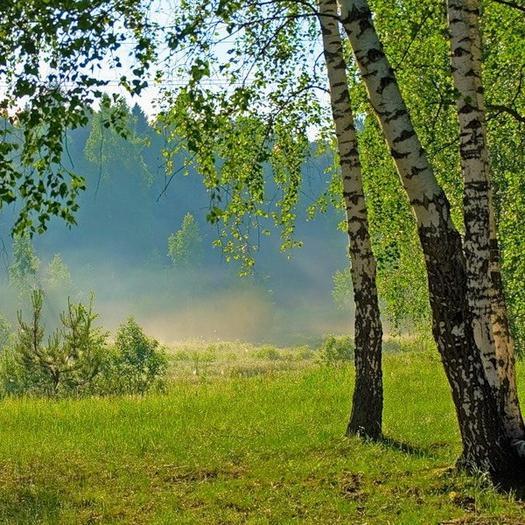 Описание природы и жизни в лесу. Отдохните от городской суеты, погрузитесь в отчуждённую атмосферу лесной красоты и покоя. Добро пожаловать в лес.