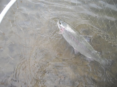 rainman2008's profile picture. 餃子といちごのギリ関東の栃木県人。最近はハーブを沢山植えて ハーブガーデンを作っています。 脱法ハーブじゃないよ！ 多肉植物もハオルシアとか収集してます。走るのが好きで2019年にホノルルマラソン参加。2020年心臓病になりリハビリ中。管理釣り場のフライフィッシングに夢中です。ルースニング90%で目指せ平均50匹。