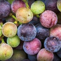 Sangiacomo Vineyards (@sangiacomovines) 's Twitter Profile