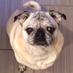 Reggie The Pug (@reggiethepug1) Twitter profile photo Reggie The Pug (@reggiethepug1) Twitter profile photo