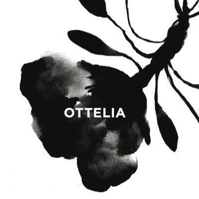 foddercoonawarr's profile picture. ....drink|ottelia + eat|fodder fabulous pizzas, eclectic menu, fresh garden veg, great wine, all made with love