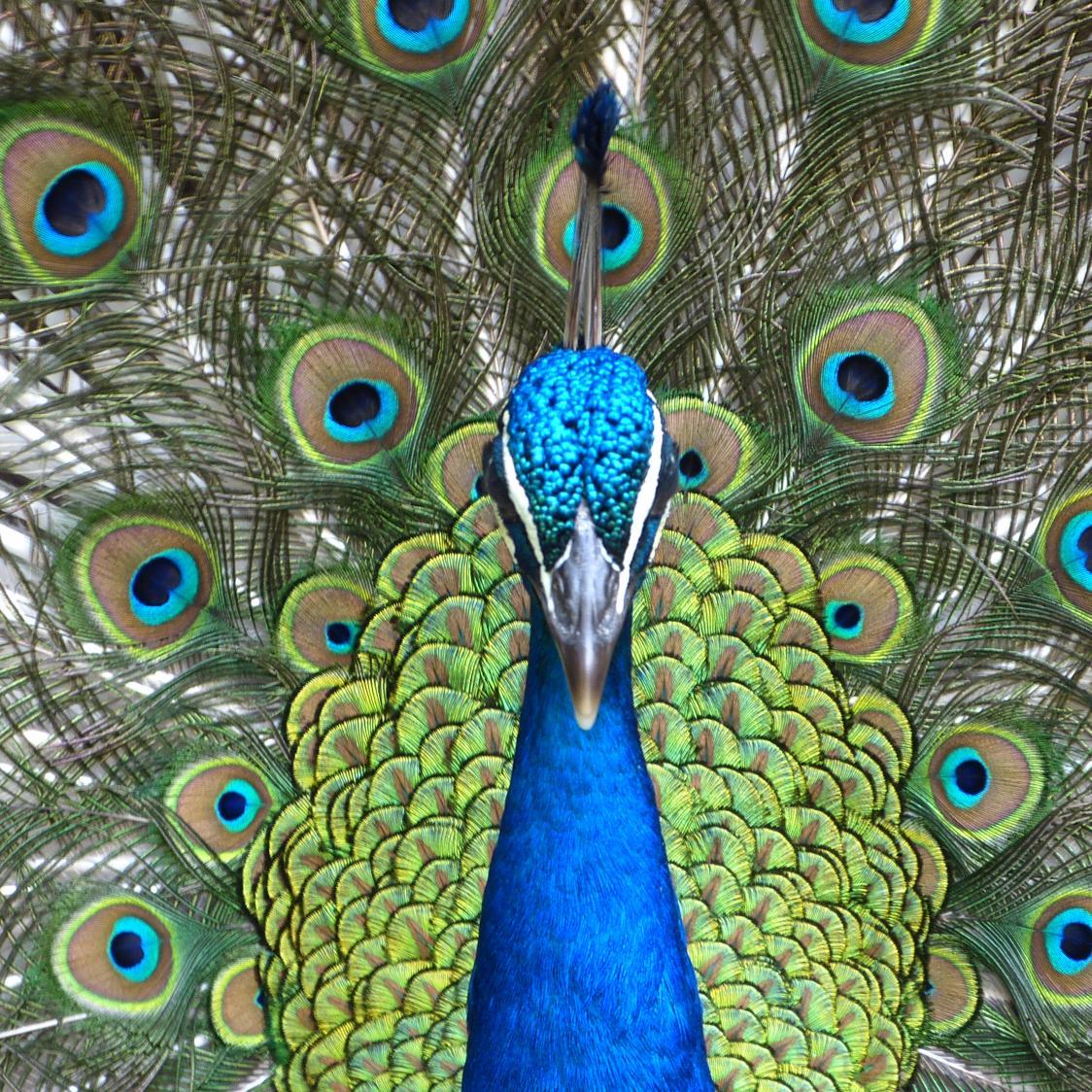 paulinweb's profile picture. Journaliste et Réalisatrice #multimedia #arts #culture #energie #innovation #bretagne