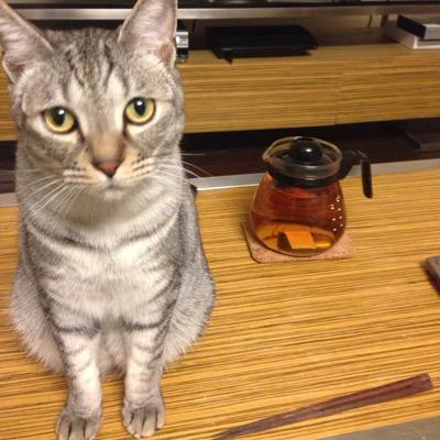 ねこまつりさんのプロフィール画像