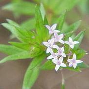 ただの独り言。名前のない一輪の路傍の花になりたい。とりあえず今世は、目指せ、元気にライブに行くおばあちゃん