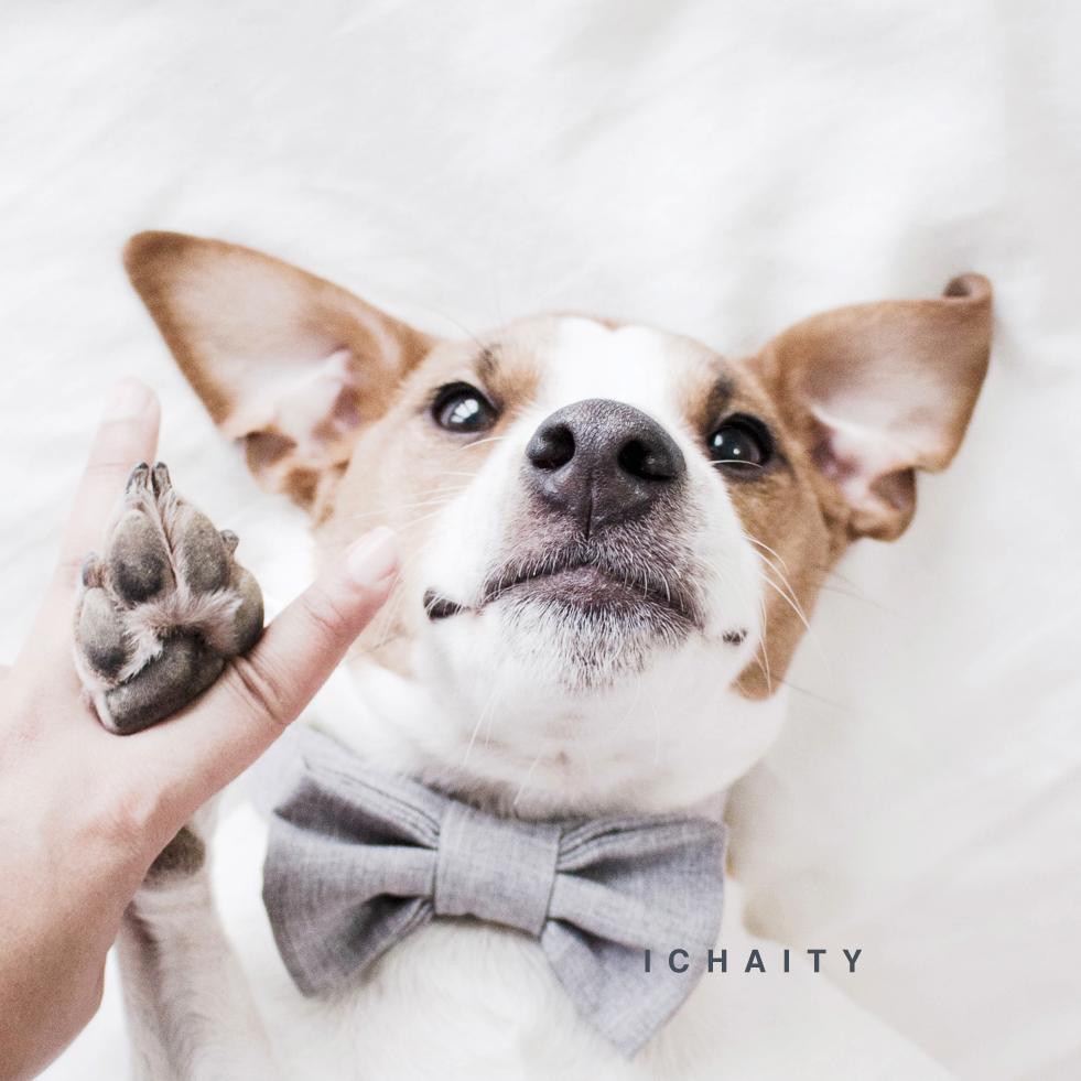 Instagram @ichaity. #ourpearlywhites campaign to support dental health for pets.