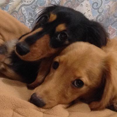 sinsanba's profile picture. 長年のSAD(社会不安症)から、鬱に、、、 SAS(睡眠時無呼吸症候群)も、発覚！ 2015.2からCPAP装着中。 鼻中隔湾曲症も発覚したのだー。 ワンコ(ダックス)が二頭に増えて、のらりくらり。無言フォローします。場面緘黙に興味あり