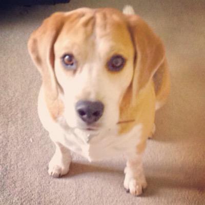 DJtheBeagle's profile picture. a misbehaving beagle
