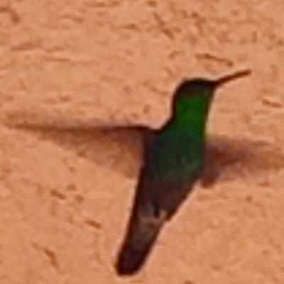 El colibrí es el ave más eficaz y con mejor diseño del planeta.