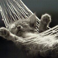 flipflopi (@flipflopi) 's Twitter Profile