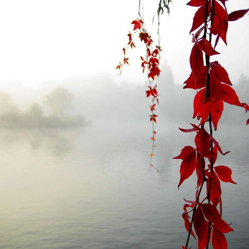 tulipp133's profile picture. 