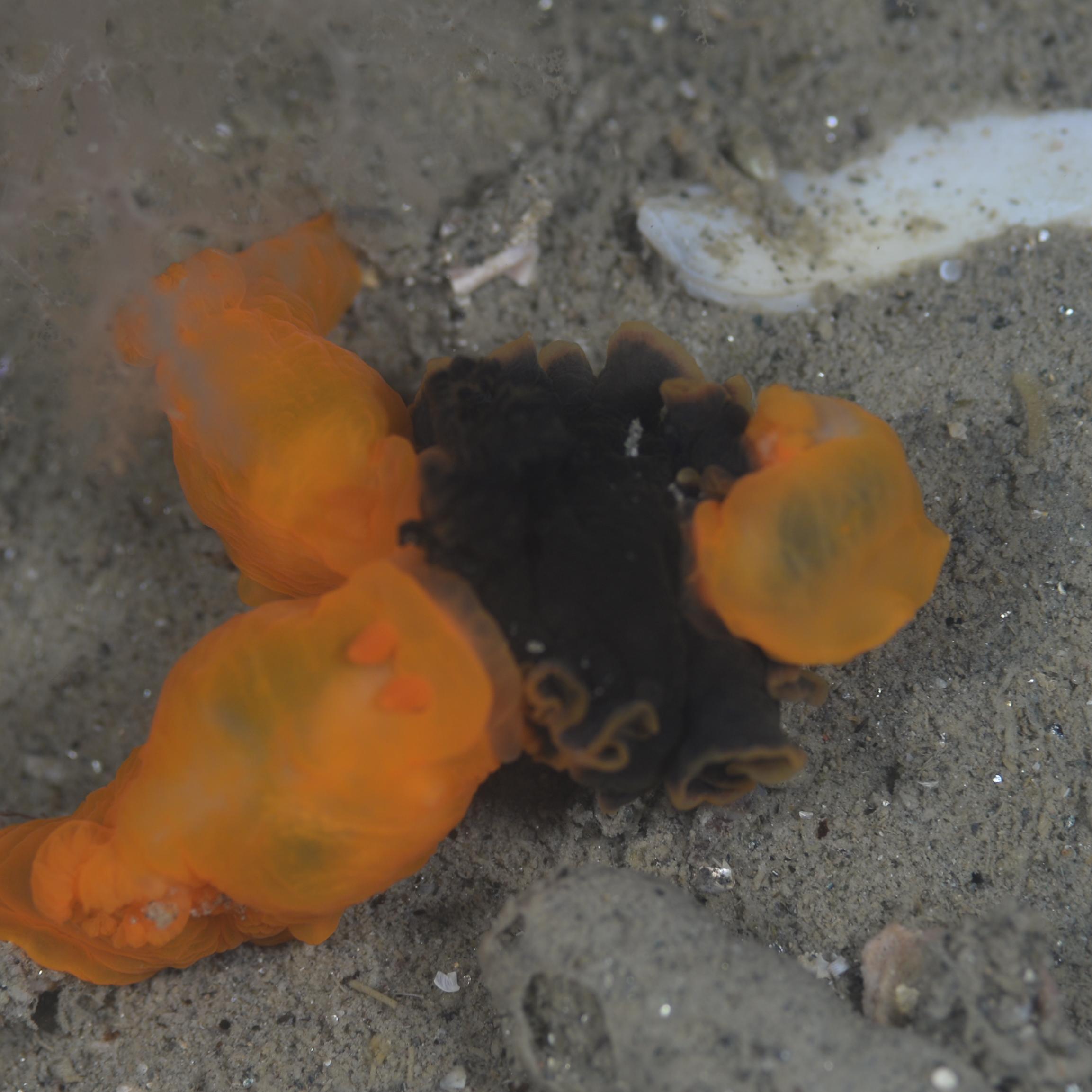 やせいの潜水漢

浜名湖ウミウシ図鑑を私的に作成中。