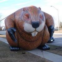 BeaverFeverTCRD (@beaverfever2016) 's Twitter Profile