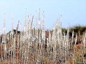 asakim_ktanim's profile picture. עסקים קטנים - חדשות, טיפים  ומאמרים על ועבור עסקים קטנים בישראל. בחסות דקוליין - שליכט צבעוני לעיצוב הבית