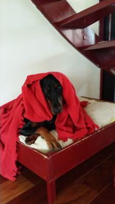 Eddie_nieuwkoop's profile picture. nada :-)