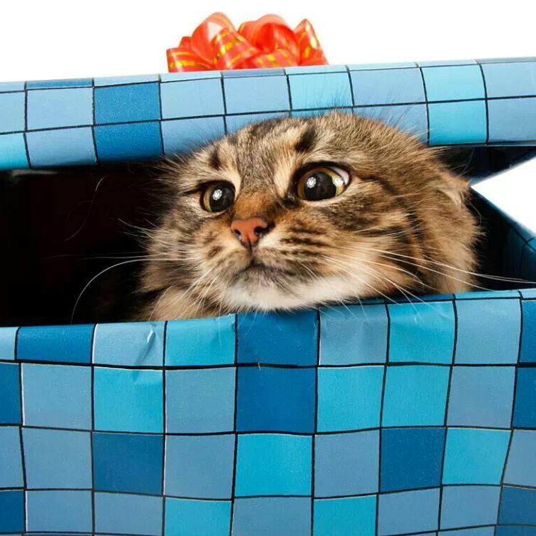 gaid66's profile picture. 