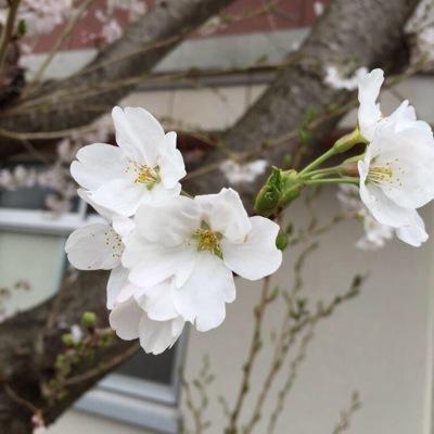 hassamu_saya's profile picture. 本垢の方でさや姉のことを呟くことがふえてきたのでさや姉のことを呟く垢を作りました ファン歴は2年ちょいですが よければ仲良くしたってください