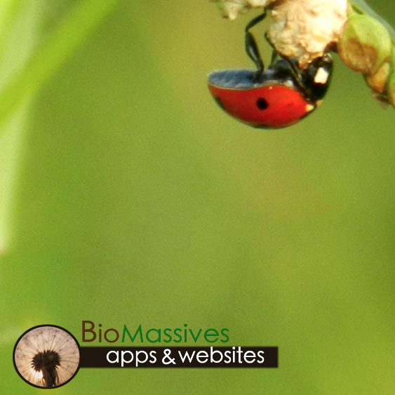 biomassives's profile picture. web and app development to emphasize ethics and good living.