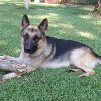 Jane Tarr (@shepherdcountry) 's Twitter Profile