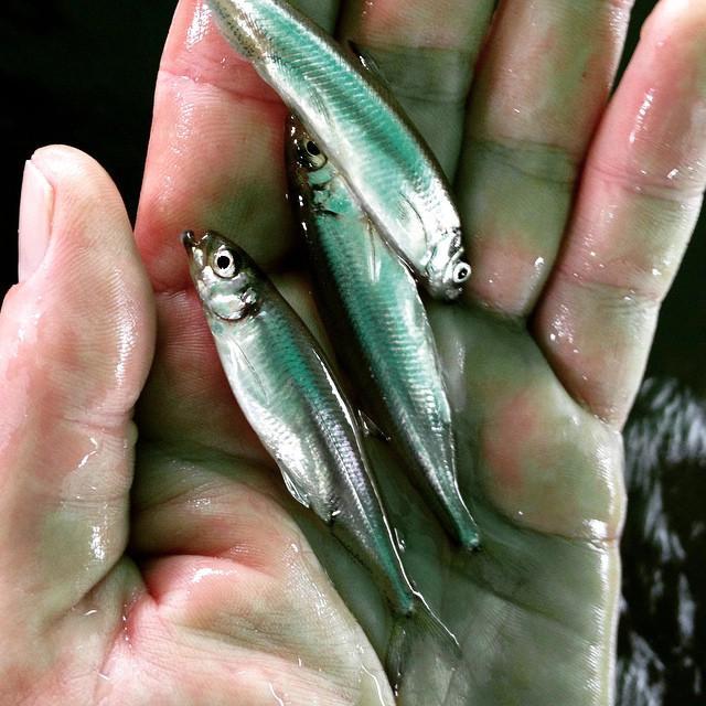 Using genomic technologies to help managers conserve native trout, desert fish, and smelt species in California and Nevada.
