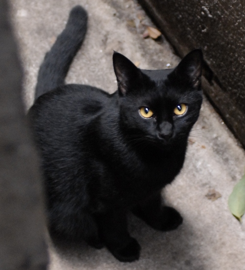 graphite_yt's profile picture. だいたい千葉あたりに住むようになりました