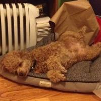 Soho Auto (@sohoauto) 's Twitter Profile