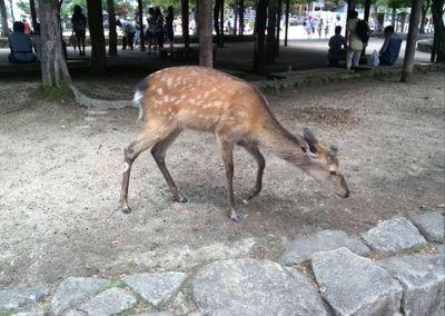 瀬戸内海だけど荒波に溺れ気味。