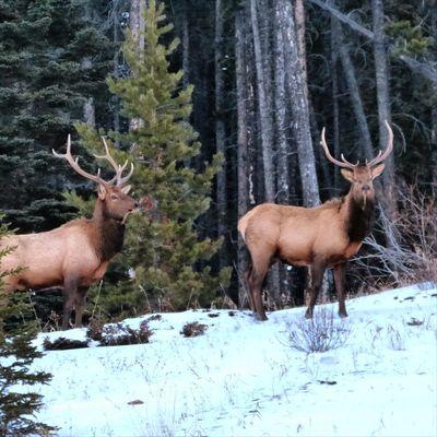 compassionmuse's profile picture. I am love and compassion.  I hold compassion for myself, animals, and Gaia (mother earth).