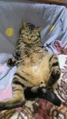 utatuki's profile picture. 新田美波(19)担当P。競バと温泉むすめにも手を広げ始めた雑草おじさん
温泉むすめに出会い、温泉を目指した原付ツーリングやら旅に行く機会が増えてます

美作三姉妹は従兄弟の子！いずみんは娘！まゆのっちはママ！

新たに『ゲンさん』ってコードネームが増えました

https://t.co/rqxXRSaILD