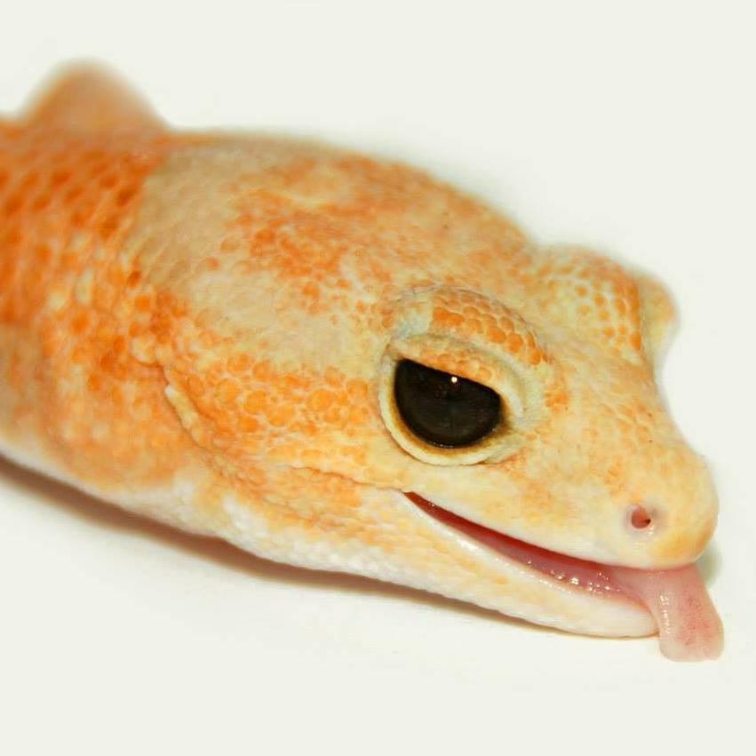 EEctotherms's profile picture. Bioactive Substrate Supplies